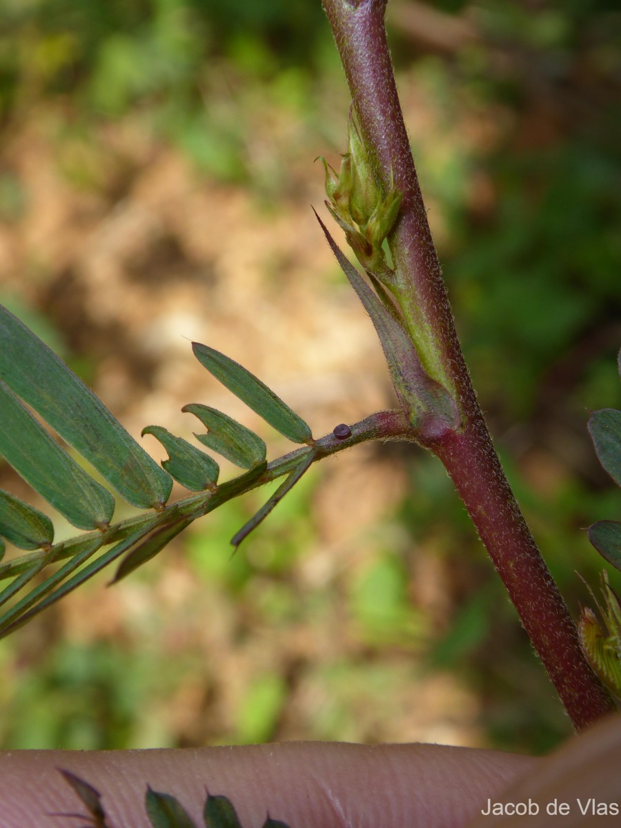 Chamaecrista leschenaultiana (DC.) O.Deg.